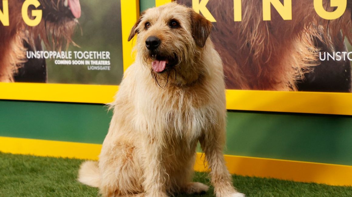 «Arthur the King» gana el premio Truly Moving Picture 2024